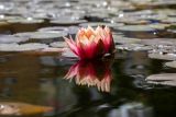 Nymphaea odorata