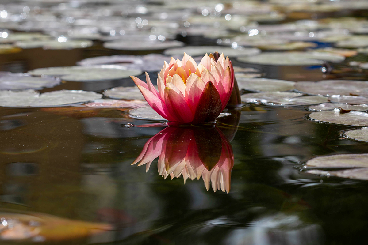 Изображение особи Nymphaea odorata.