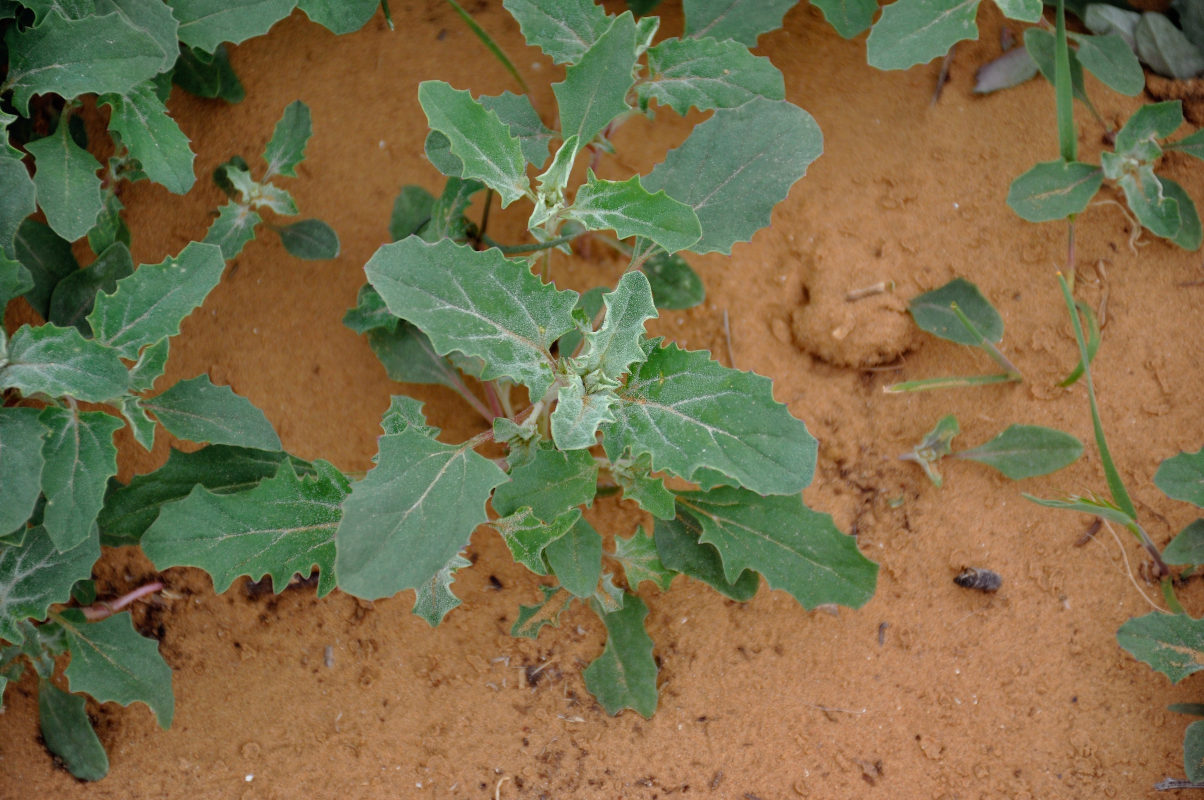 Image of Atriplex tatarica specimen.