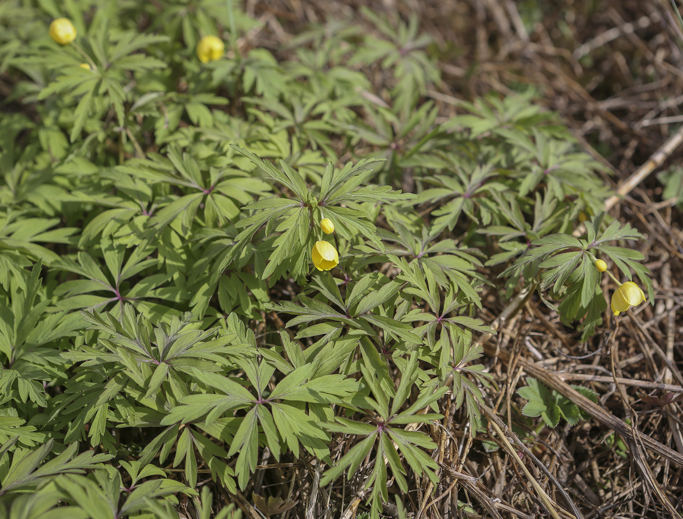 Image of Anemone ranunculoides specimen.