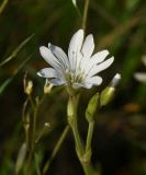 Cerastium