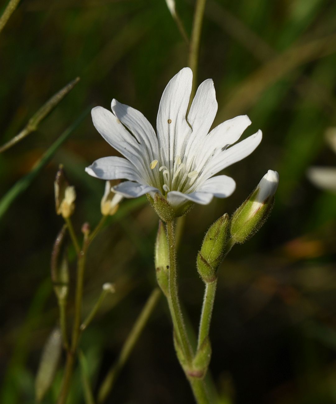 Image of genus Cerastium specimen.