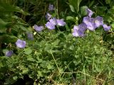 Campanula carpatica. Цветущее растение. Восточно-Казахстанская обл., Глубоковский р-н, окр. с. Кожохово. В культуре. 25.08.2010.