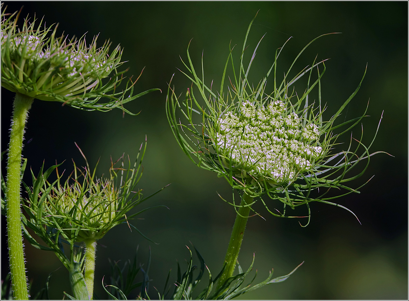 Изображение особи Daucus sativus.