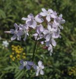 Saponaria officinalis