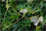 Vitis vinifera