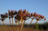 Pimpinella rhodantha