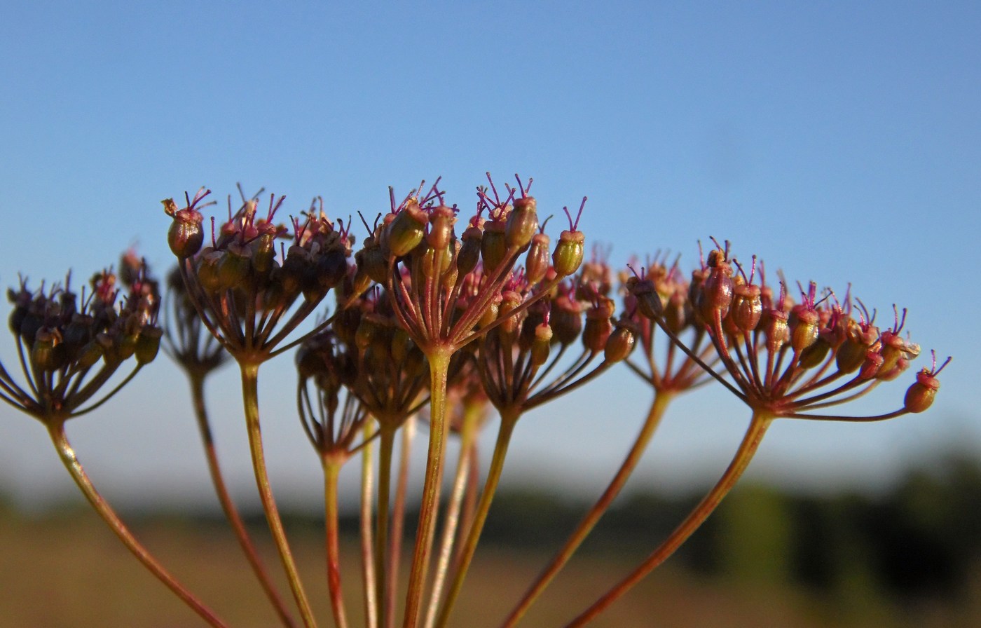 Изображение особи Pimpinella rhodantha.