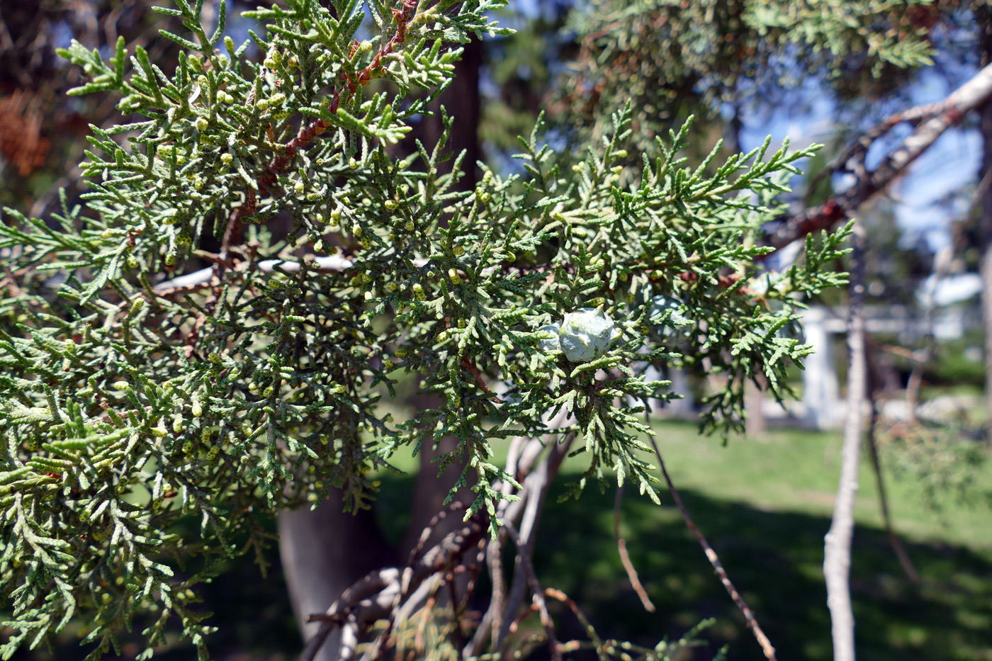 Изображение особи Cupressus arizonica.