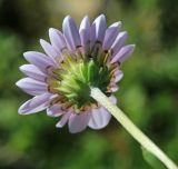 Chrysanthemum coreanum