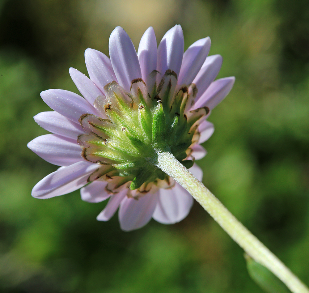 Image of Chrysanthemum coreanum specimen.