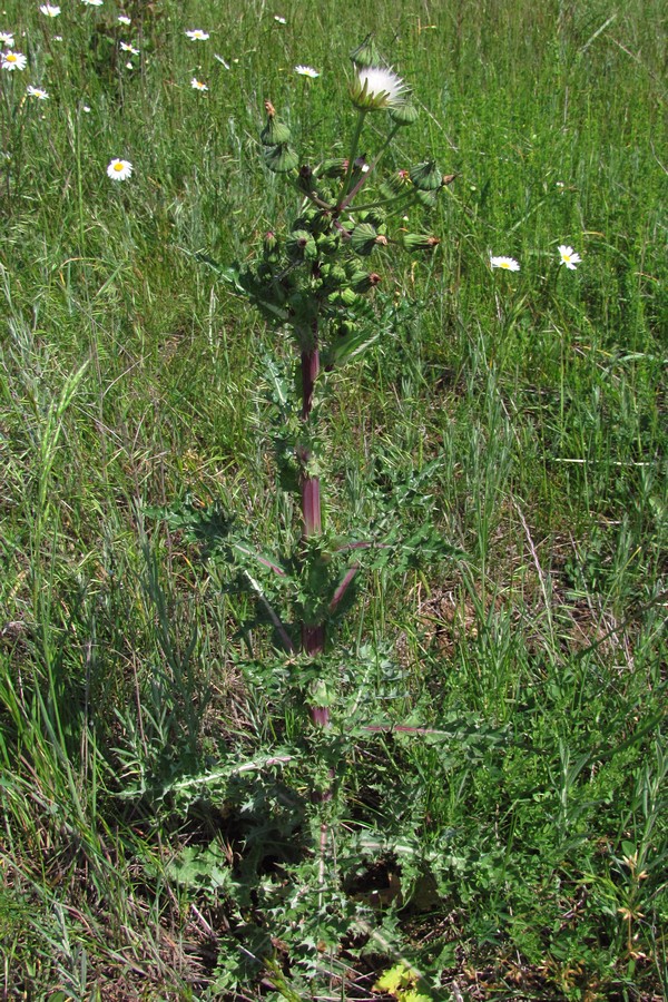 Image of Sonchus asper specimen.