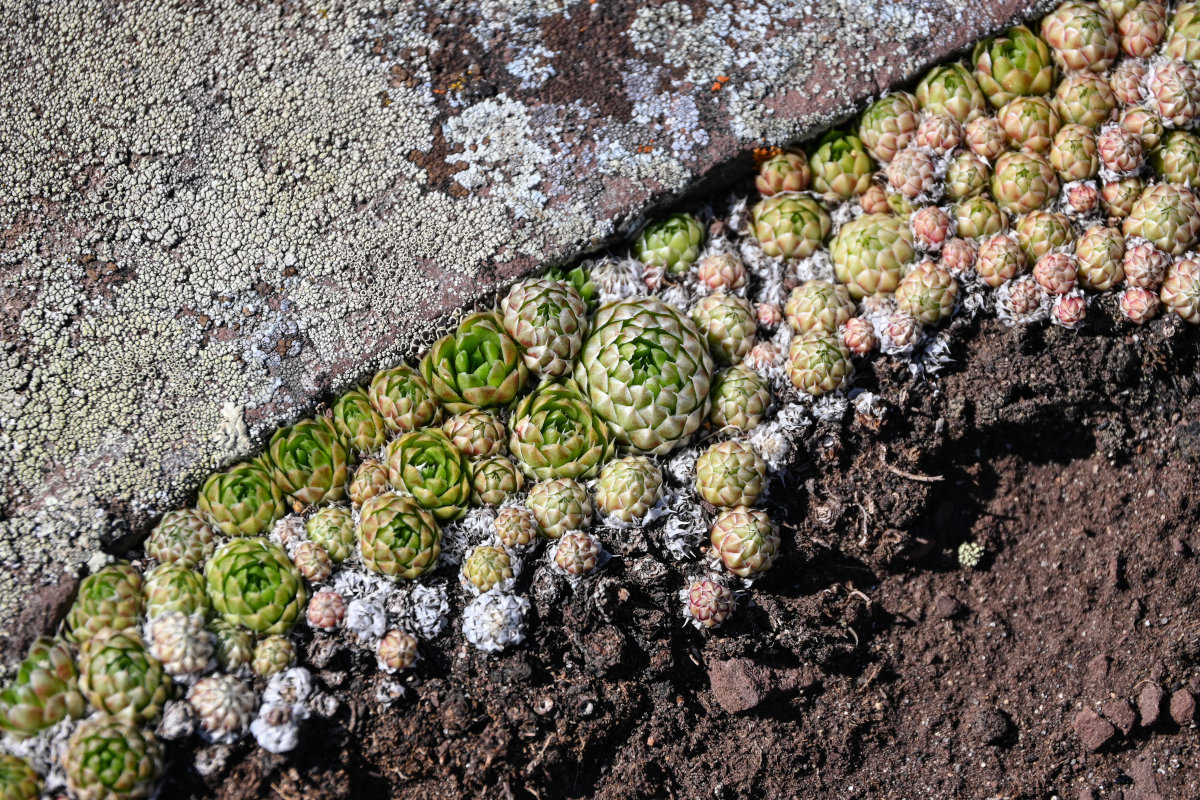 Image of Orostachys spinosa specimen.