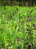 Carex pilosa