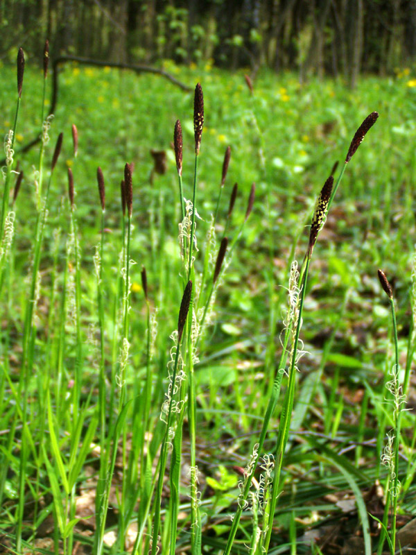 Изображение особи Carex pilosa.