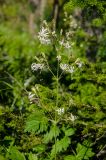 Silene nutans