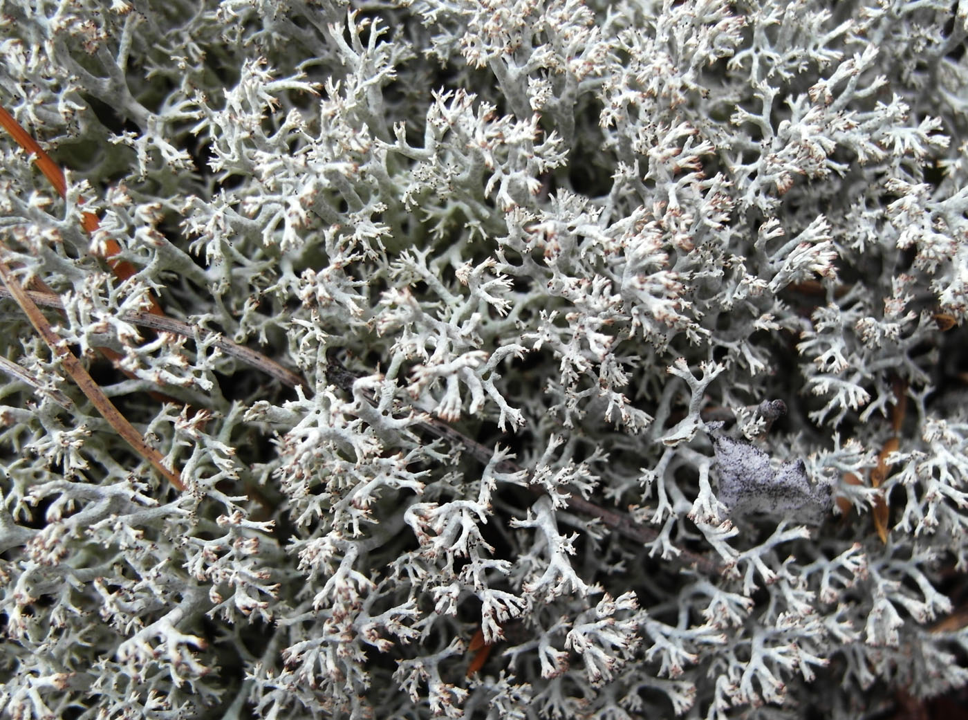 Изображение особи Cladonia arbuscula.