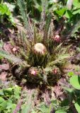 Cirsium esculentum