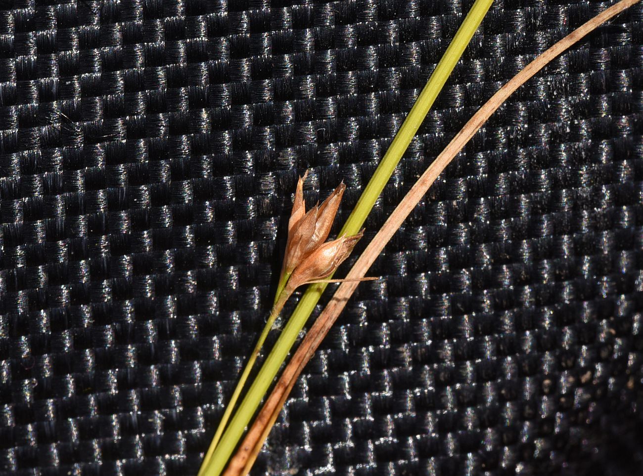 Image of Rhynchospora alba specimen.