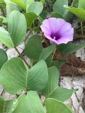 Ipomoea pes-caprae