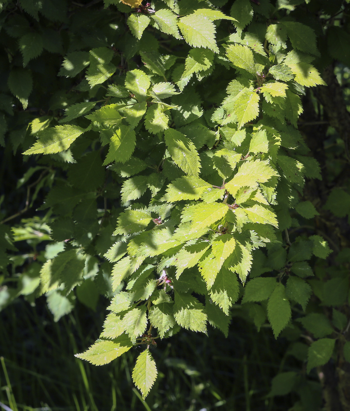 Image of Prunus incisa specimen.