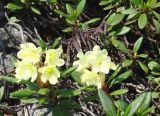 Rhododendron aureum