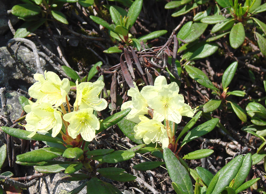 Image of Rhododendron aureum specimen.