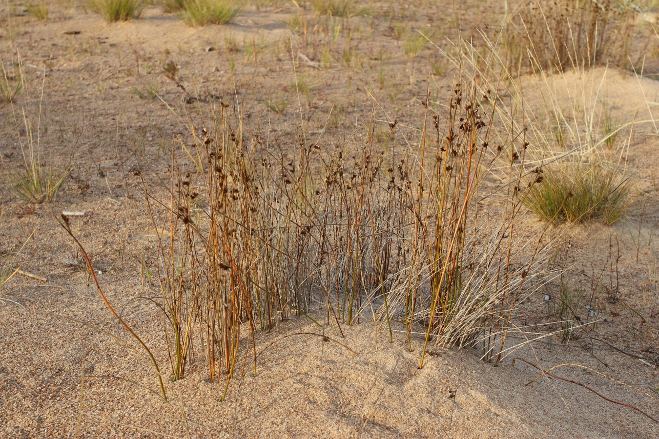 Изображение особи Juncus &times; inundatus.