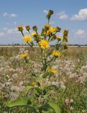 Inula helenium. Верхняя часть цветущего и плодоносящего растения. Ульяновская обл., Мелекесский р-н, окр. дер. Степная Васильевка, луг в пойме старицы. 07.08.2022.