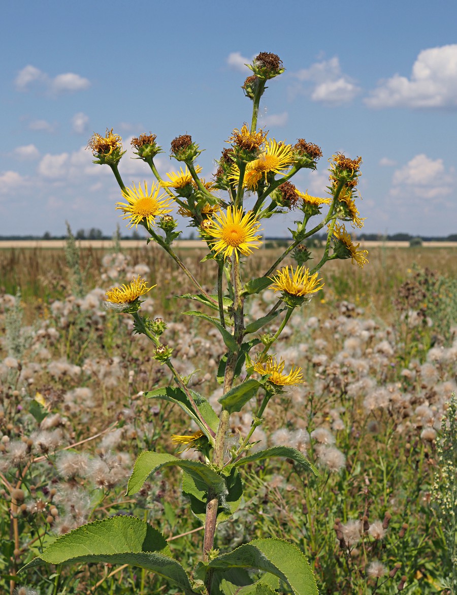 Image of Inula helenium specimen.