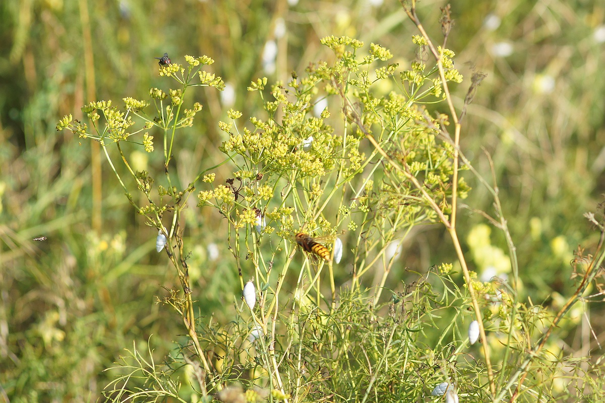 Изображение особи Peucedanum ruthenicum.