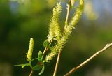 Salix triandra. Верхушка побега с соцветиями. ДНР, Донецк, балка Бирючья, средняя часть, дно, берег ручья. 07.05.2021.