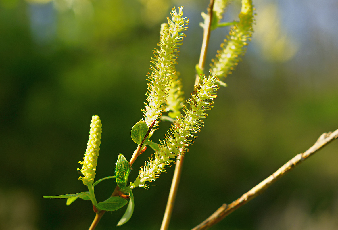 Image of Salix triandra specimen.