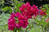 Bougainvillea glabra. Верхушка ветви с соцветиями. Малайзия, Кучинг, в культуре. 12.05.2017.