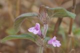 Clinopodium vulgare