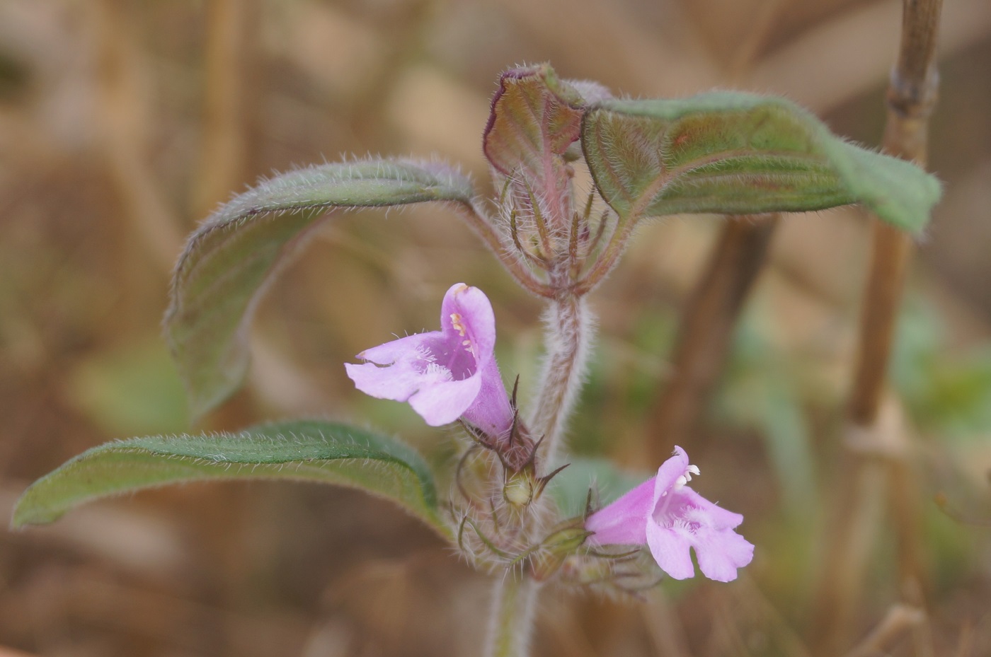 Image of Clinopodium vulgare specimen.