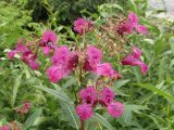 Impatiens glandulifera. Соцветие с цветками, бутонами, плодами и фуражирующим шмелём. Беларусь, Гродненская обл., г. Новогрудок, берег ручья. 29.08.2021.