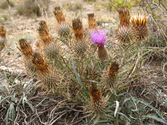 Image of Ancathia igniaria specimen.