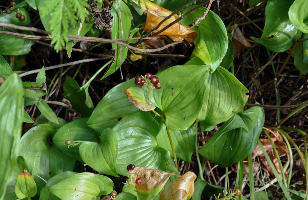 Image of Maianthemum dilatatum specimen.