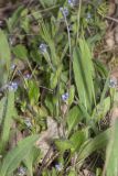 Myosotis ramosissima