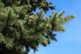 Picea pungens форма glauca. Ветвь с раскрывающимися микростробилами. Беларусь, Витебская обл., г. Орша, городской парк (у Иезуитского коллегиума), в культуре. 02.05.2023.