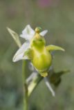 Ophrys oestrifera