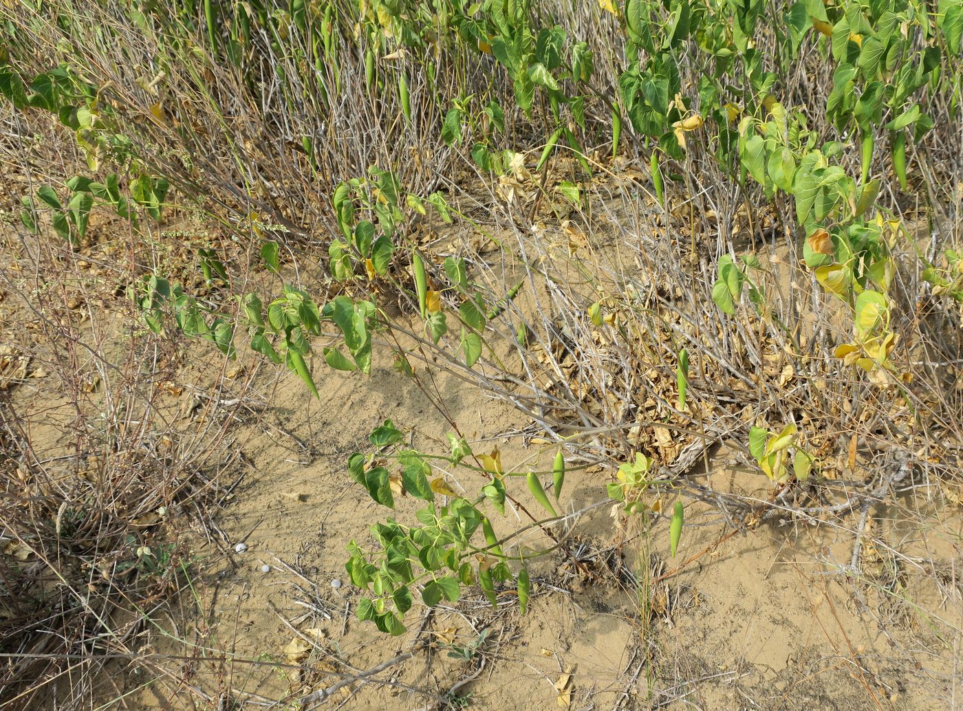 Image of Cionura erecta specimen.