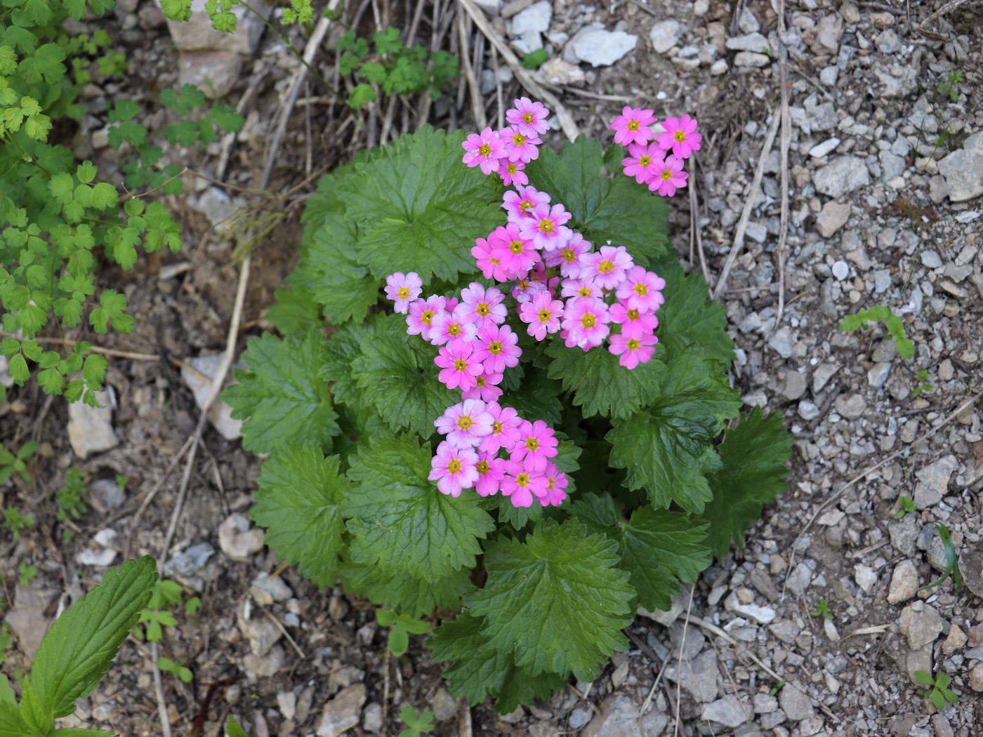 Изображение особи Primula minkwitziae.