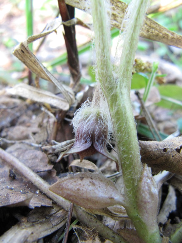 Image of Asarum europaeum specimen.