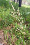 Brachypodium pinnatum