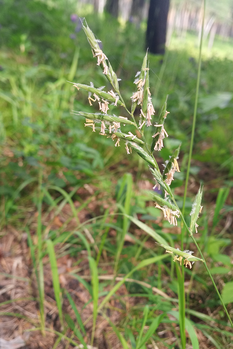 Image of Brachypodium pinnatum specimen.
