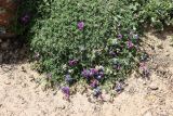 Oxytropis savellanica