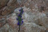 genus Campanula