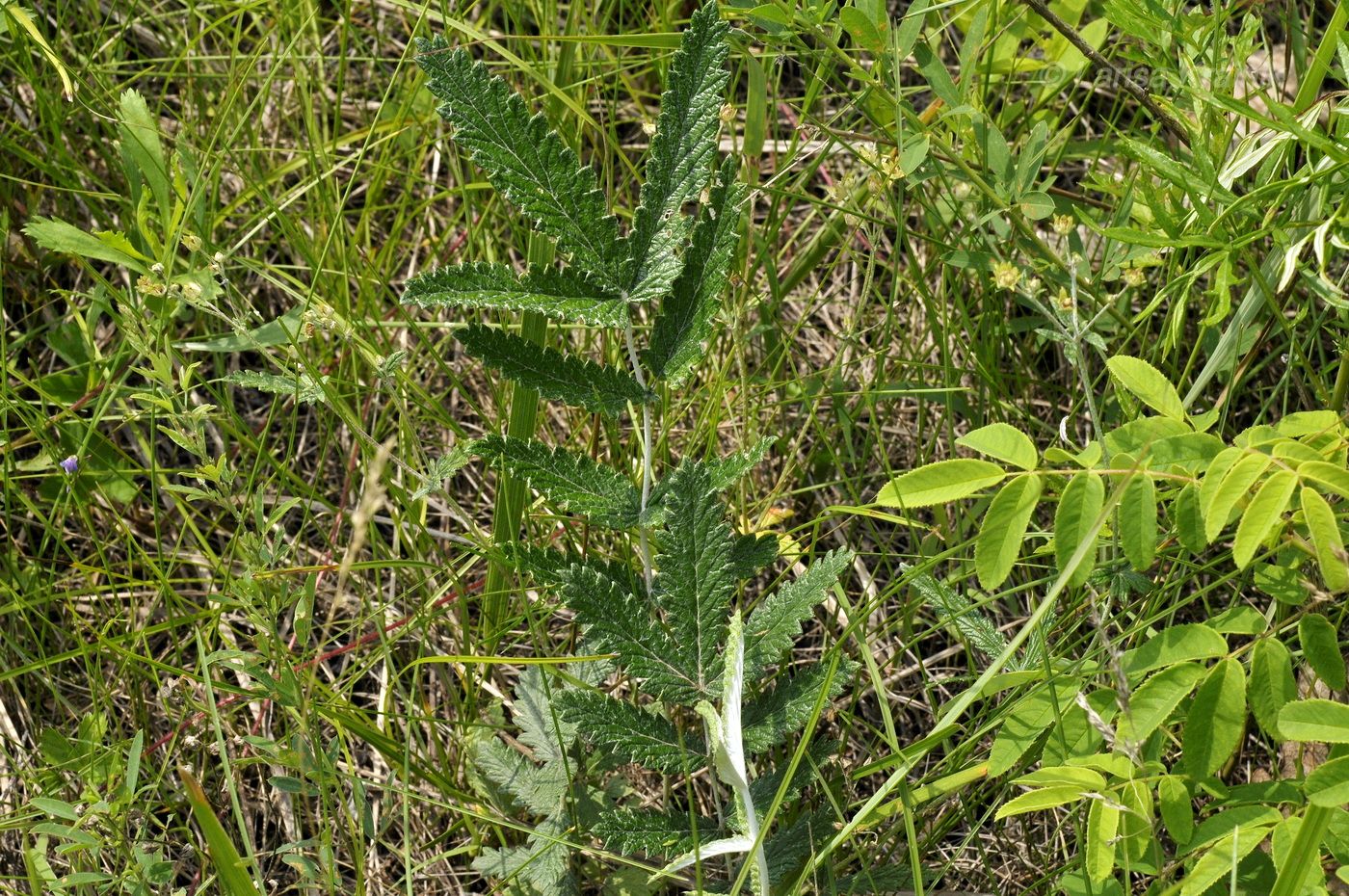 Изображение особи Potentilla discolor.